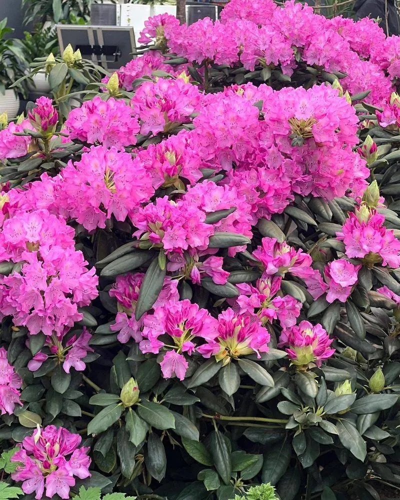 Rhododendron
