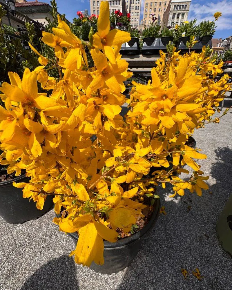 Forsythia