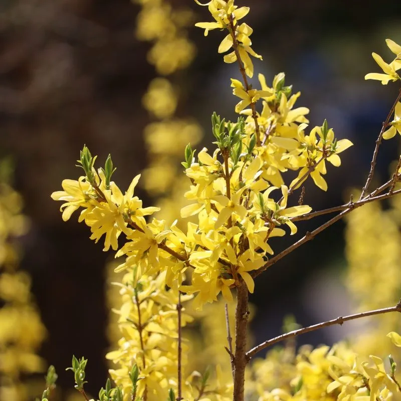 Forsythia