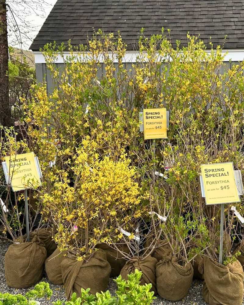 Forsythia