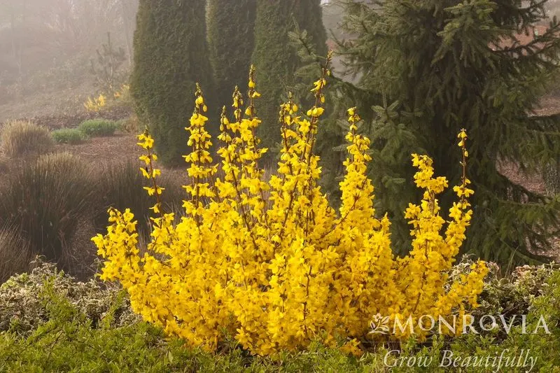 Forsythia