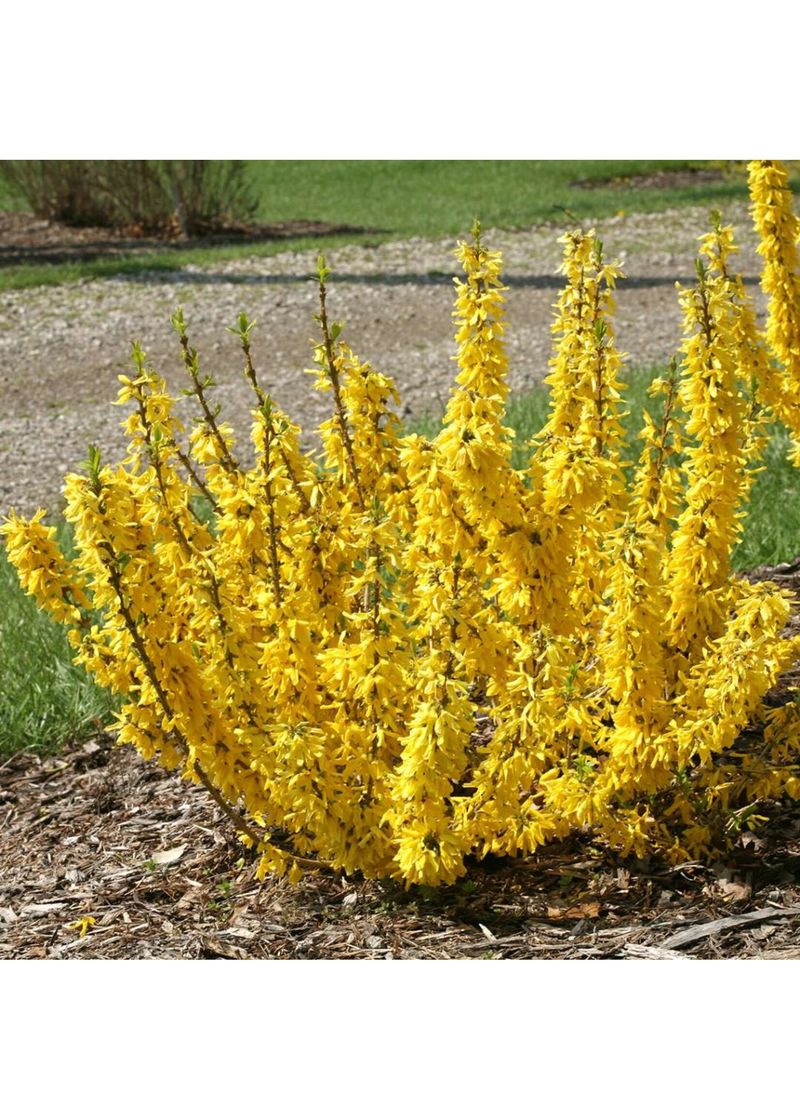 Forsythia