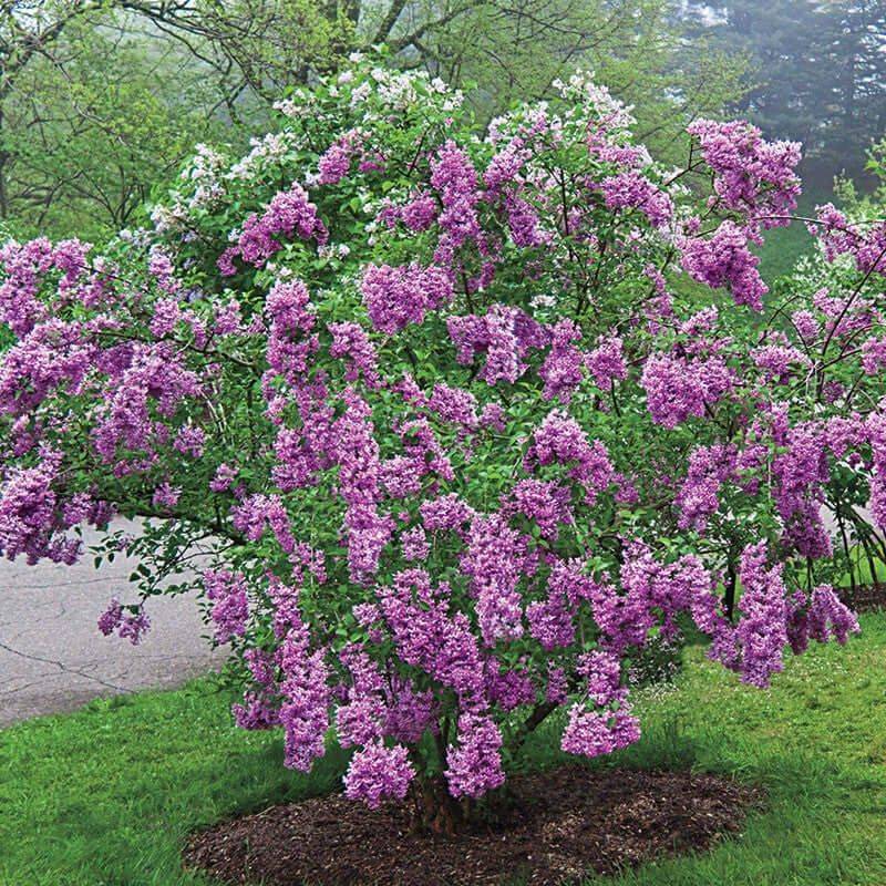 Lilac