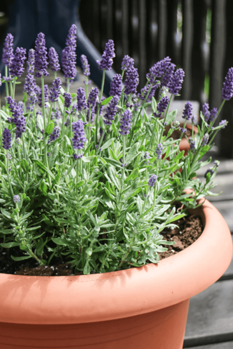 Lavender