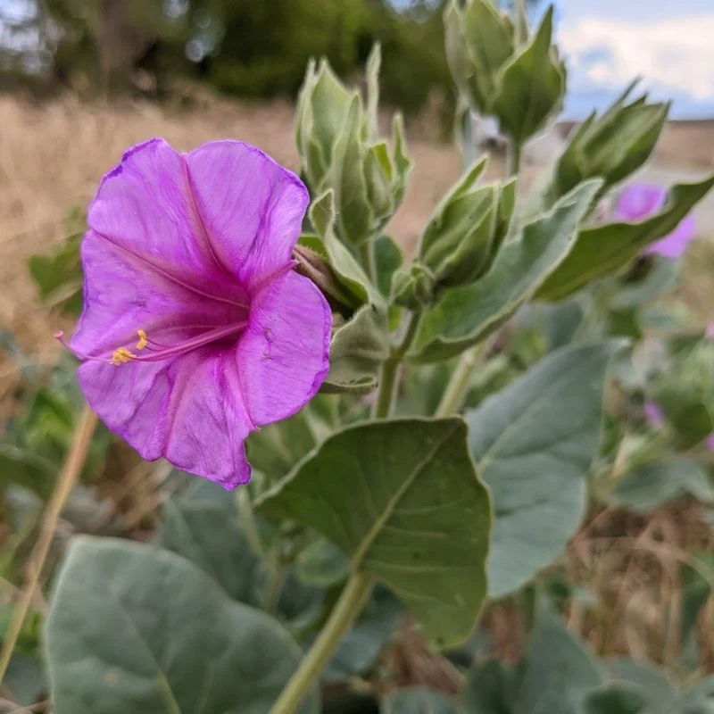 Four O'Clock Flower