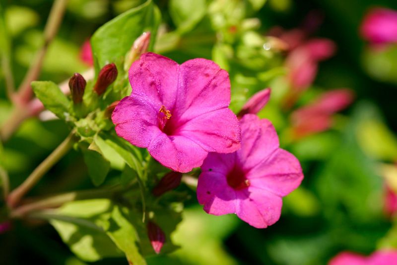 Four O'Clock Flowers