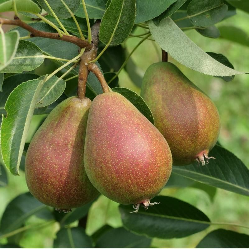Seckel Pear