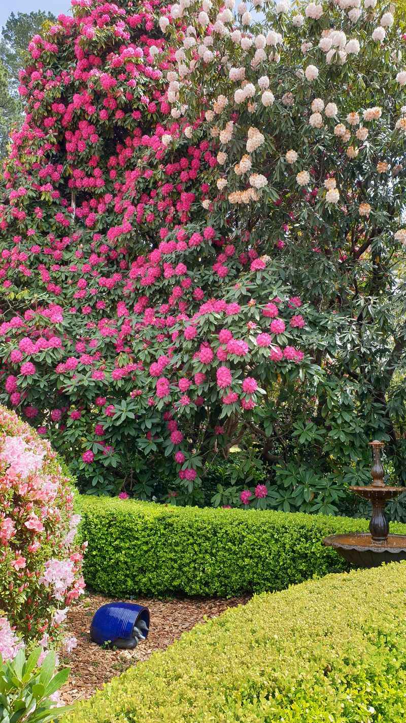 Rhododendron