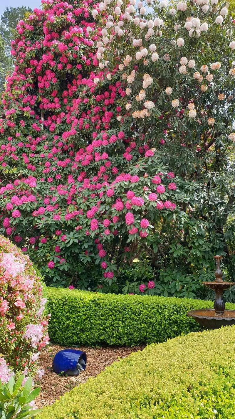 Rhododendron