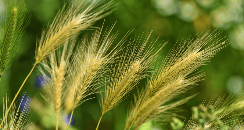 Foxtail