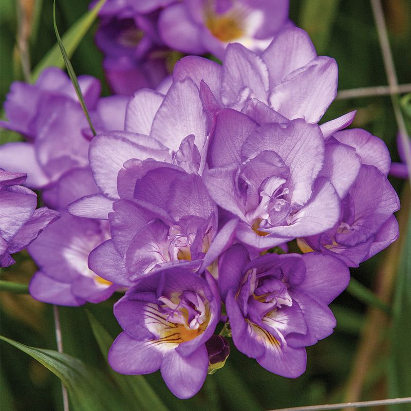 Fragrant Freesias