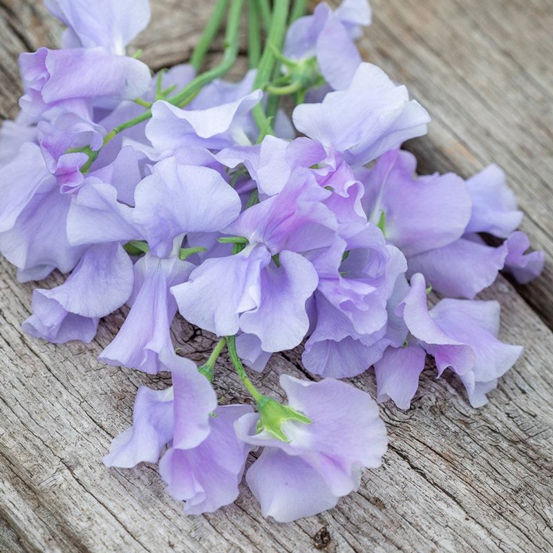 Sweet Pea