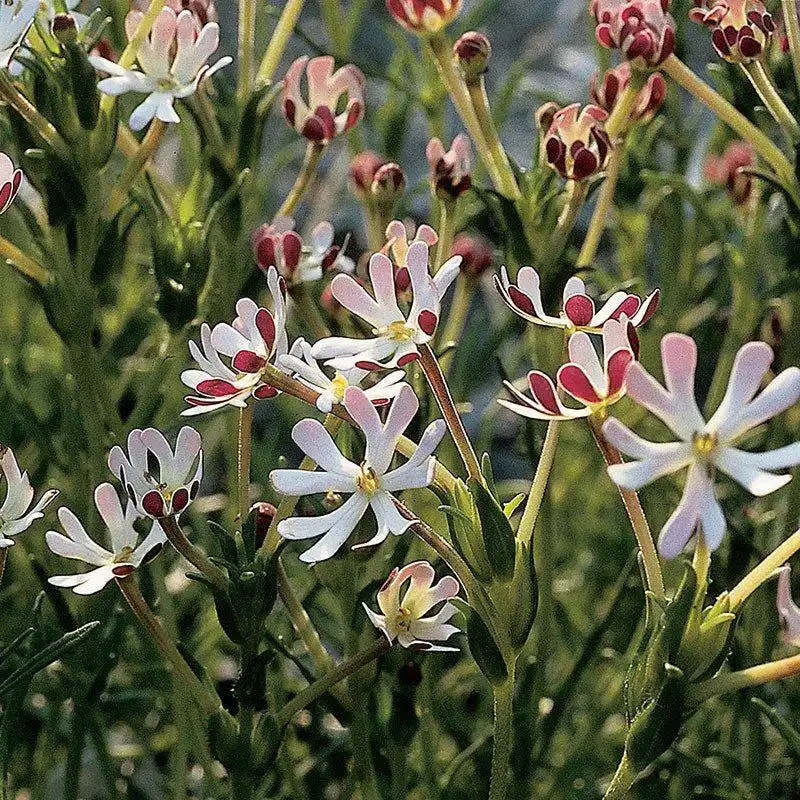 Night Phlox