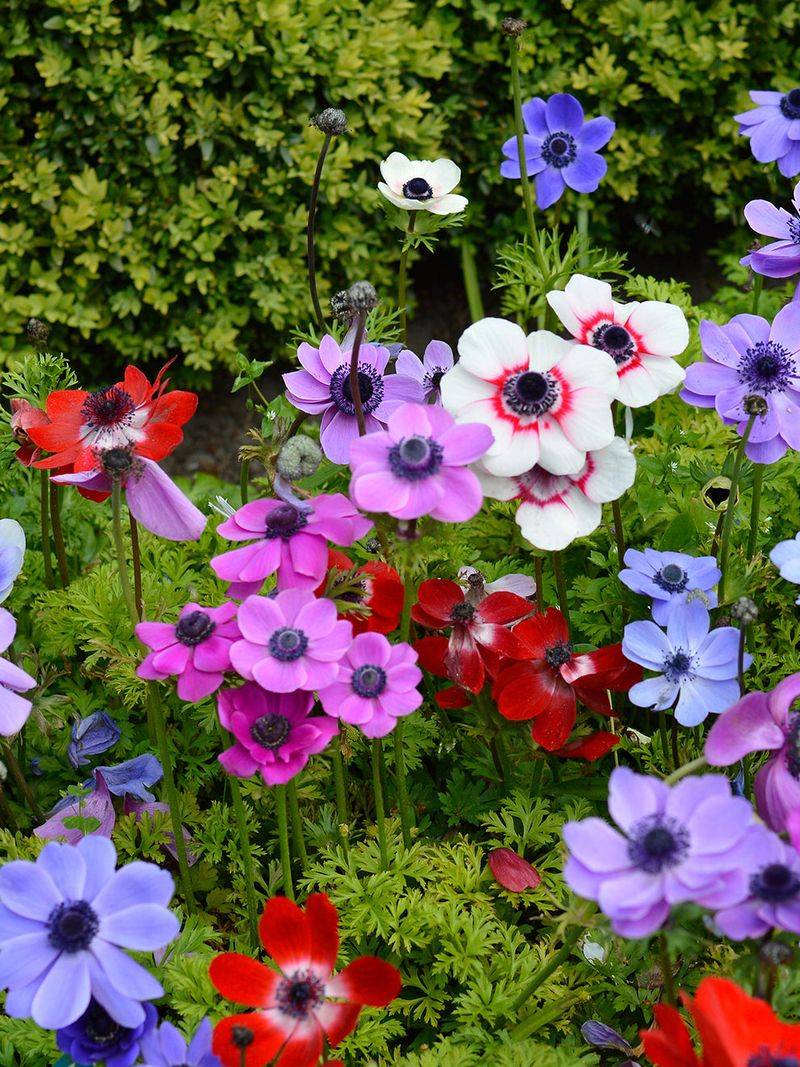 Anemone