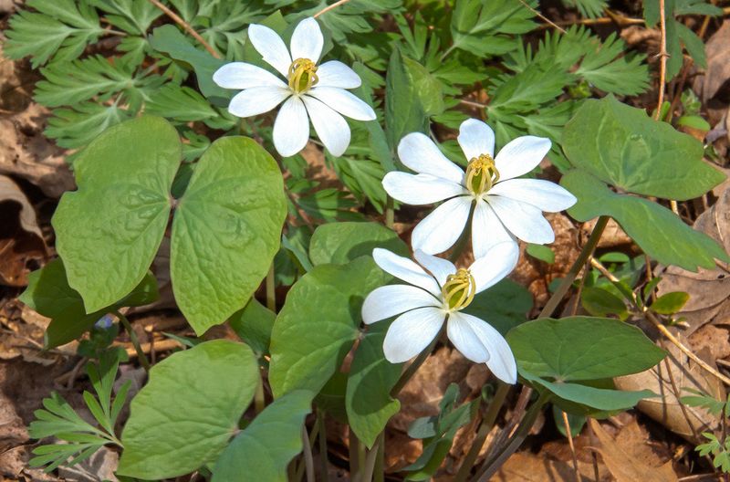Twinleaf