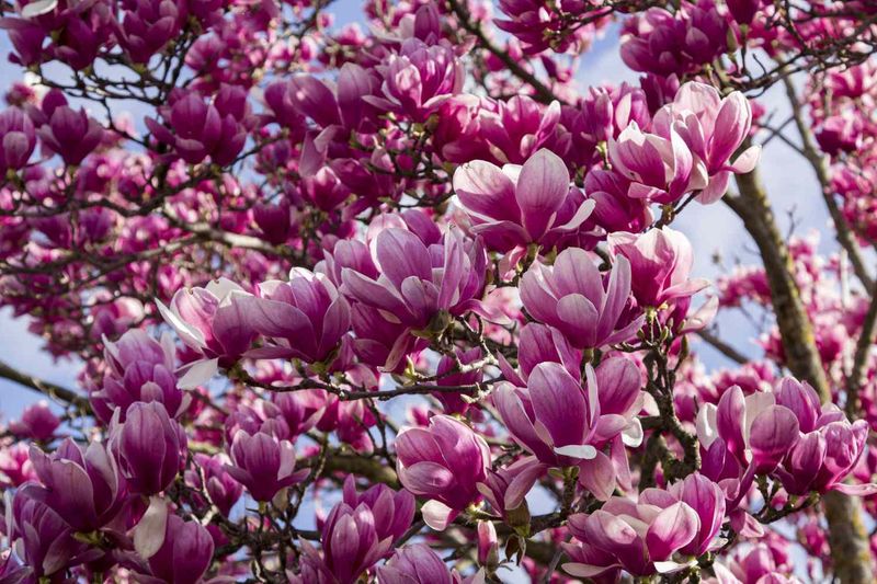 Magnolias