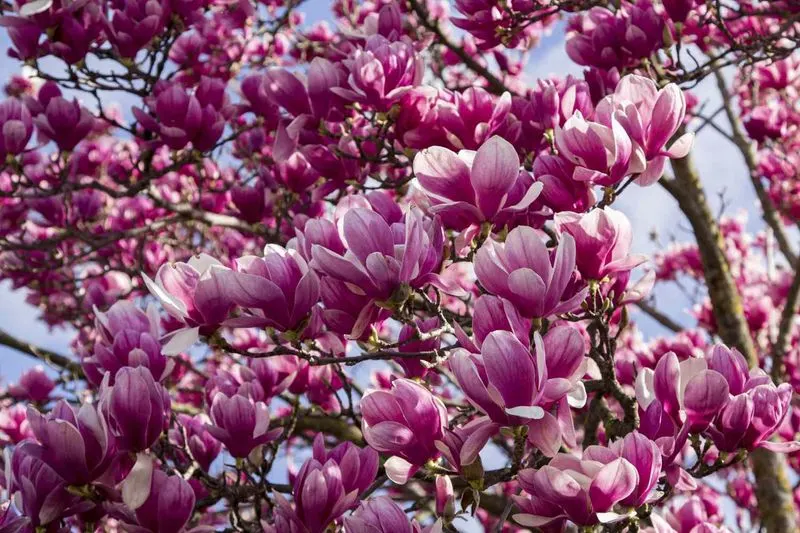 Magnolias