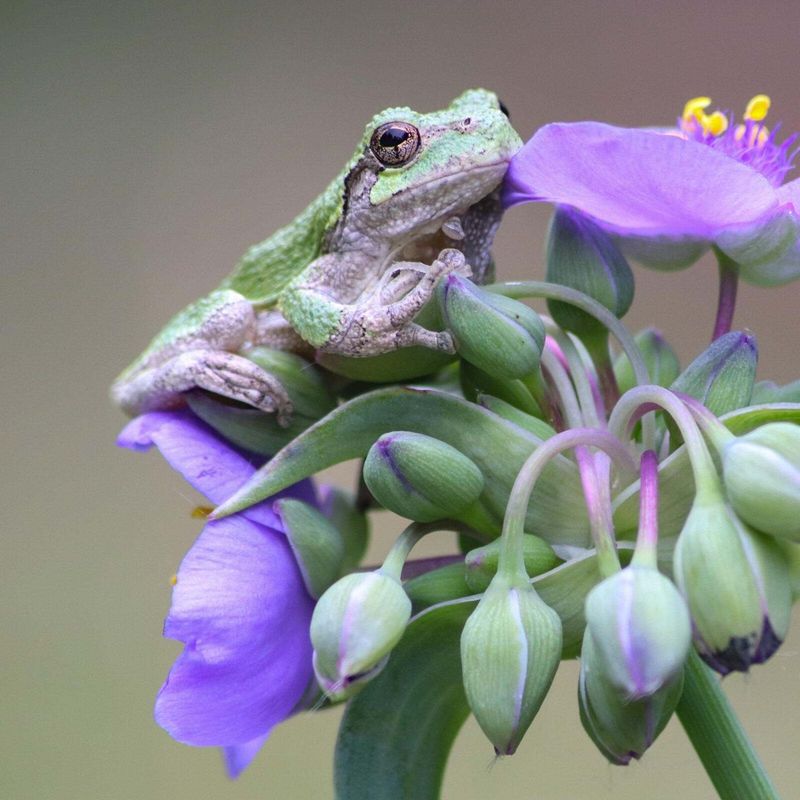 Frog Calls