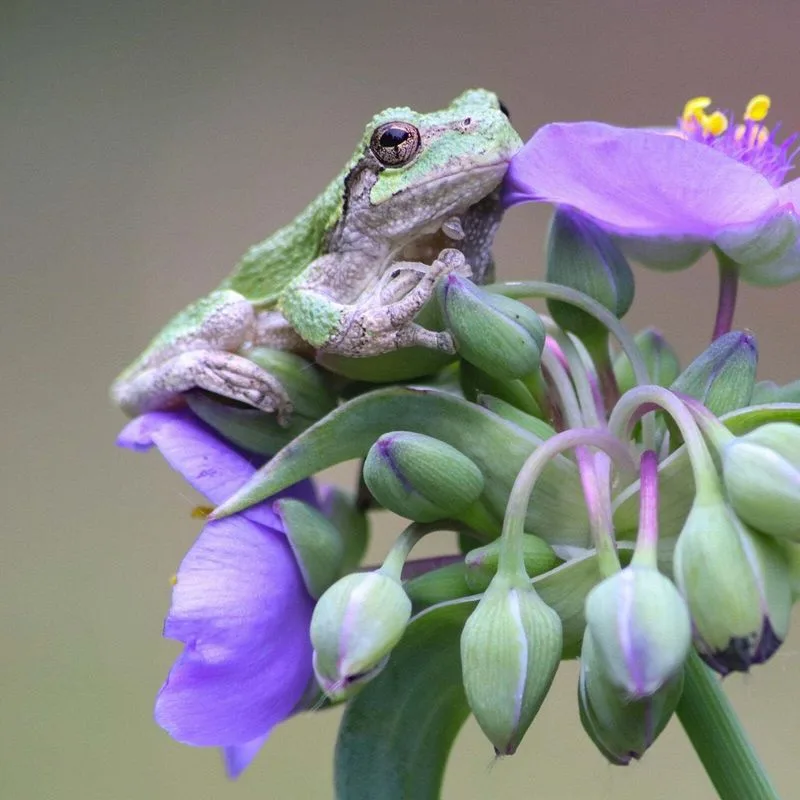 Frog Calls