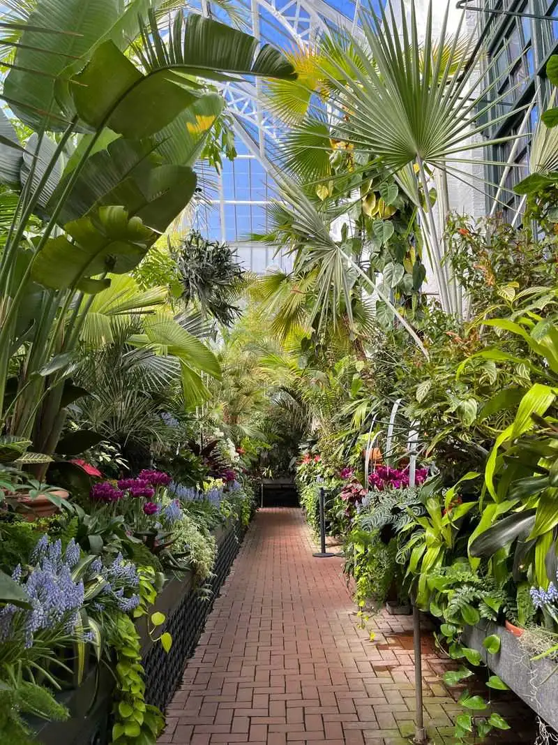 Tropical Flora