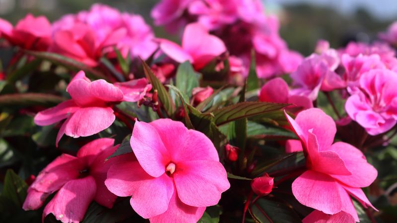 Impatiens