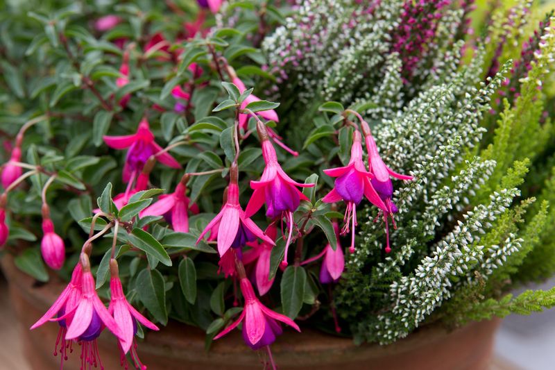 Fuchsia