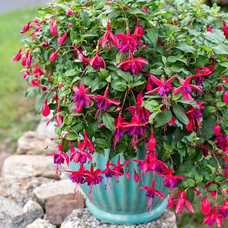 Fuchsia