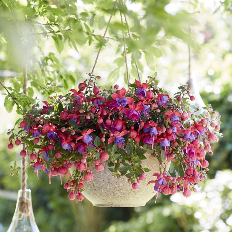 Fuchsia