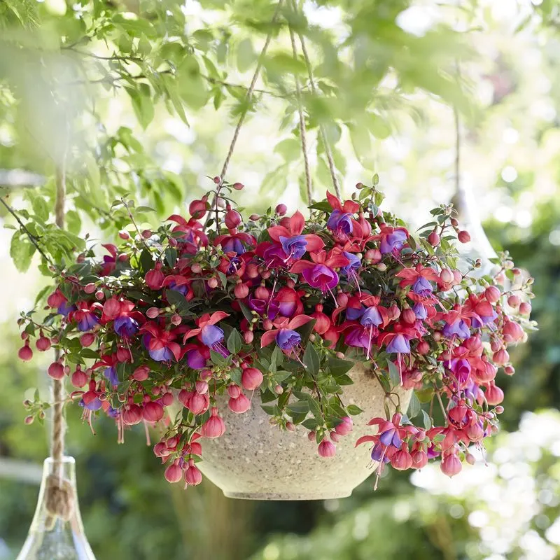 Fuchsia