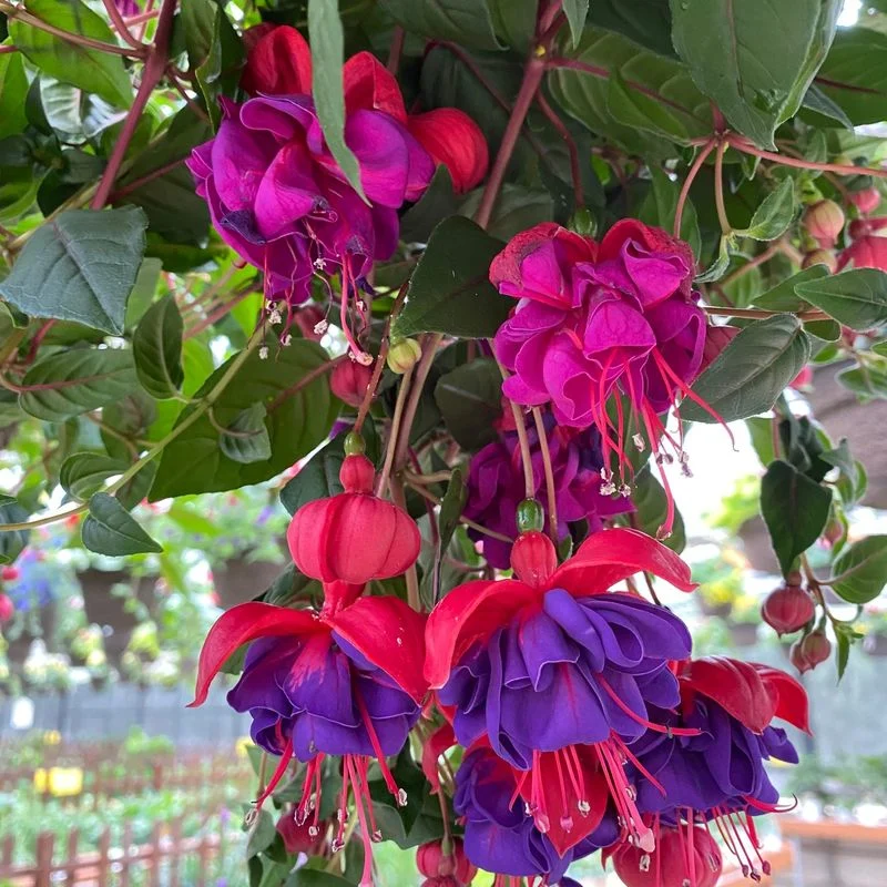 Fuchsia