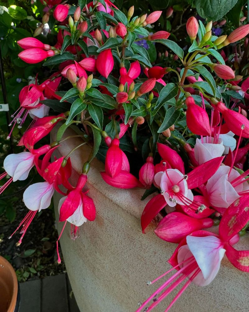 Fuchsias