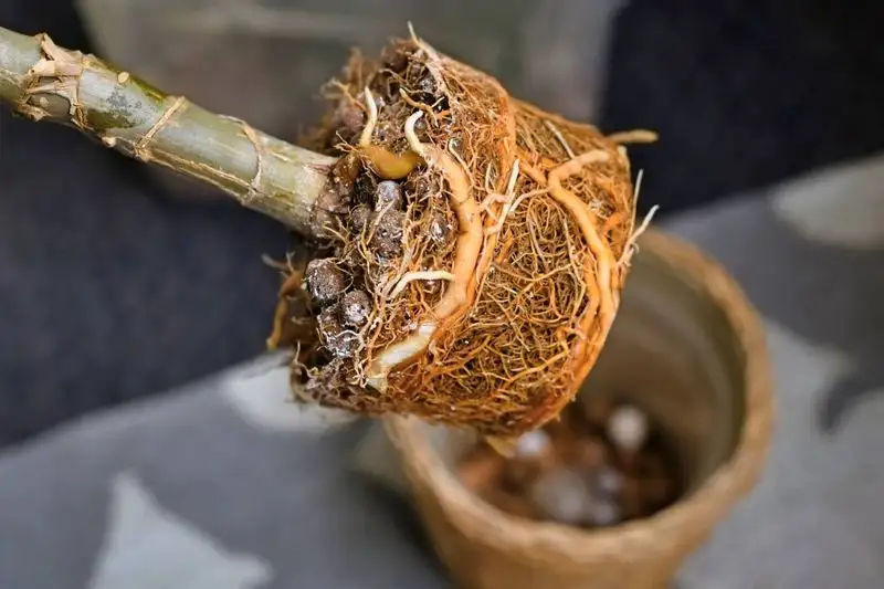 Root Rot Rescuer