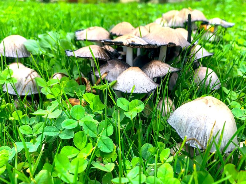 Fungal Growth