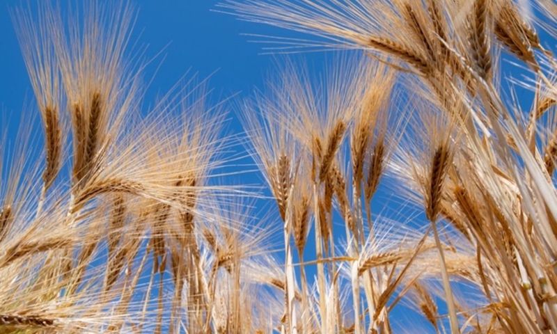 Wind Stress and Fiber Strengthening