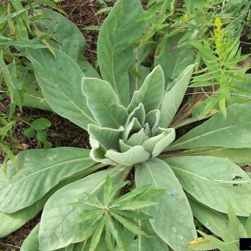 Fuzzy Leaf Edges