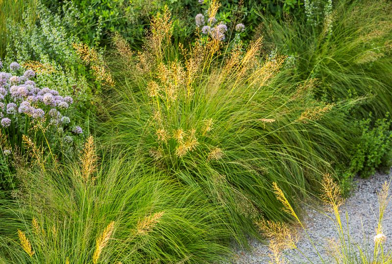 Ornamental Grass