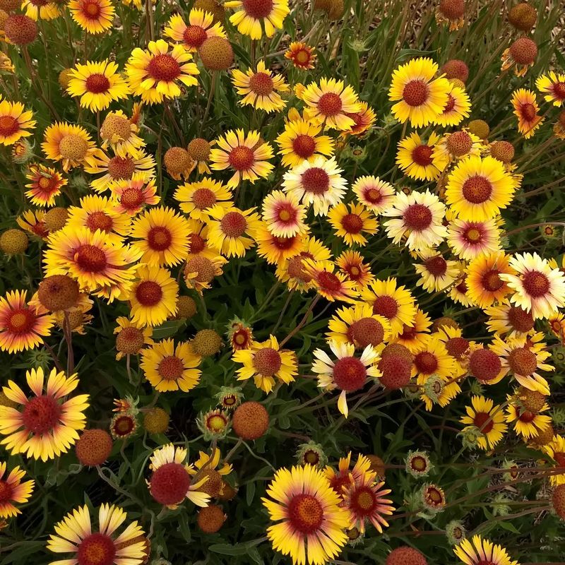 Gaillardia