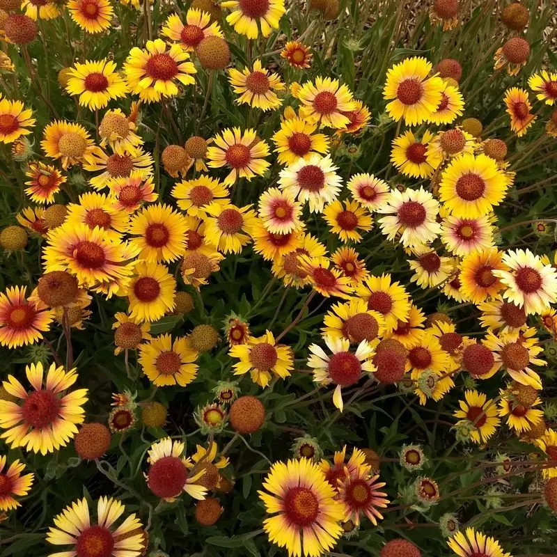 Gaillardia