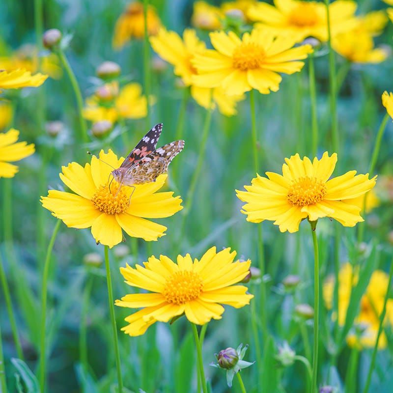 Coreopsis