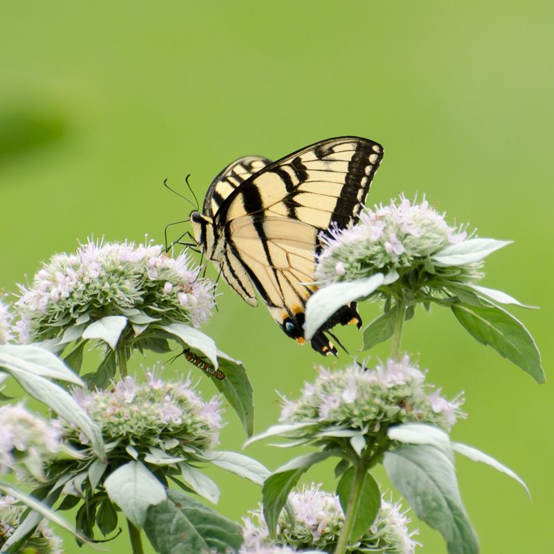 Mountain Mint