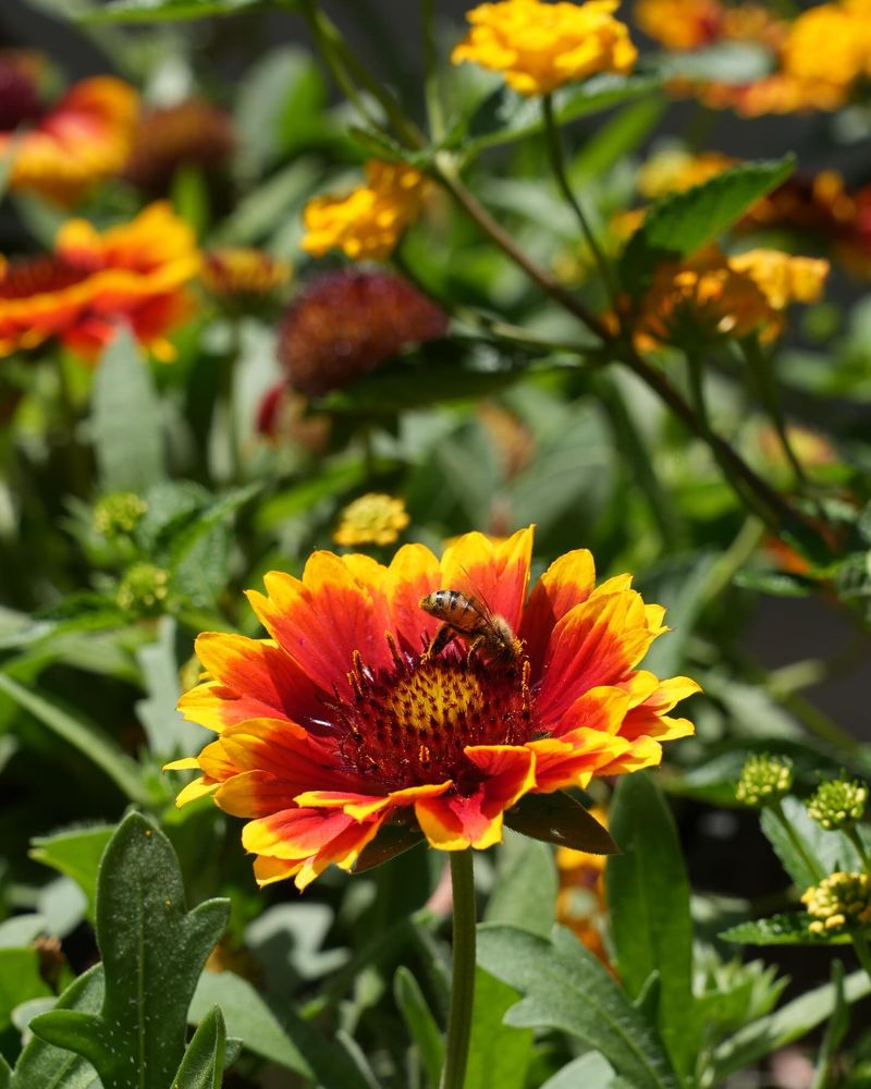 Gaillardia (Blanket Flower)