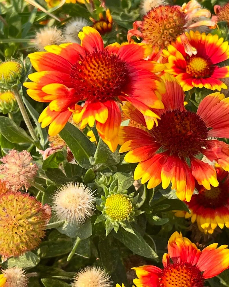 Gaillardia (Blanket Flower)
