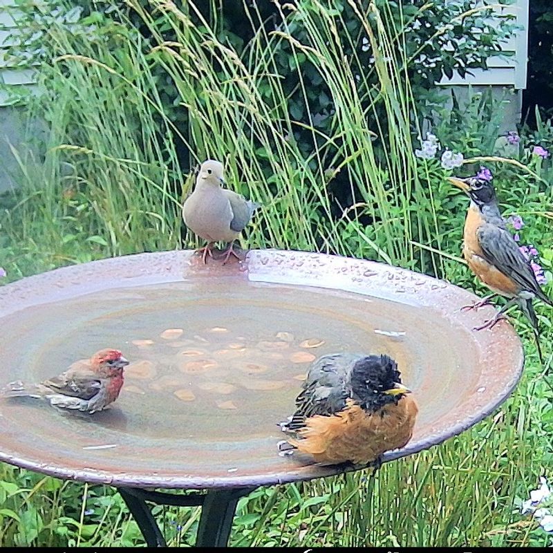 Birdbath