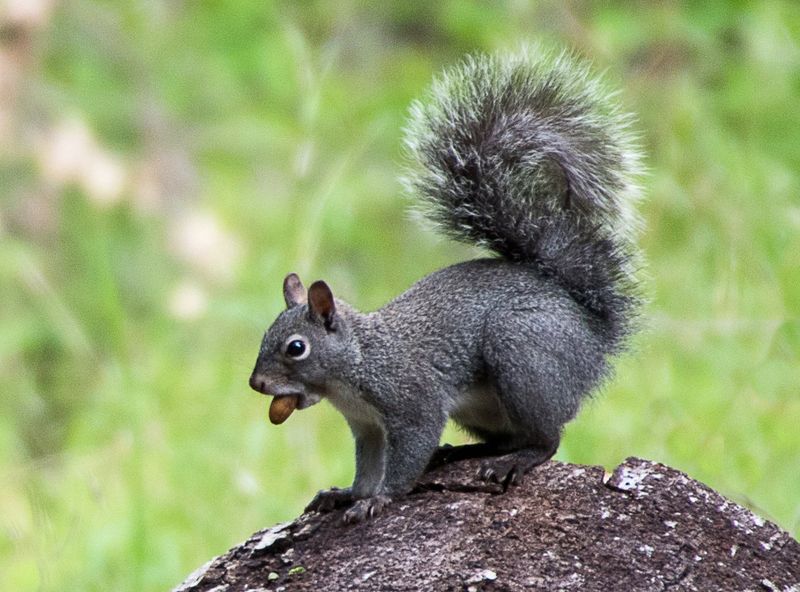 Wildlife Interactions