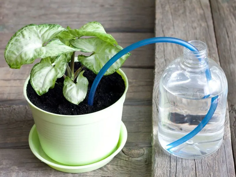 Automatic Plant Watering Systems