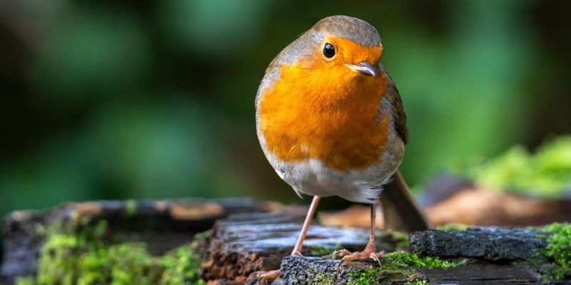 Bird Watching