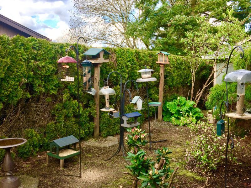 Building a Birdwatching Station