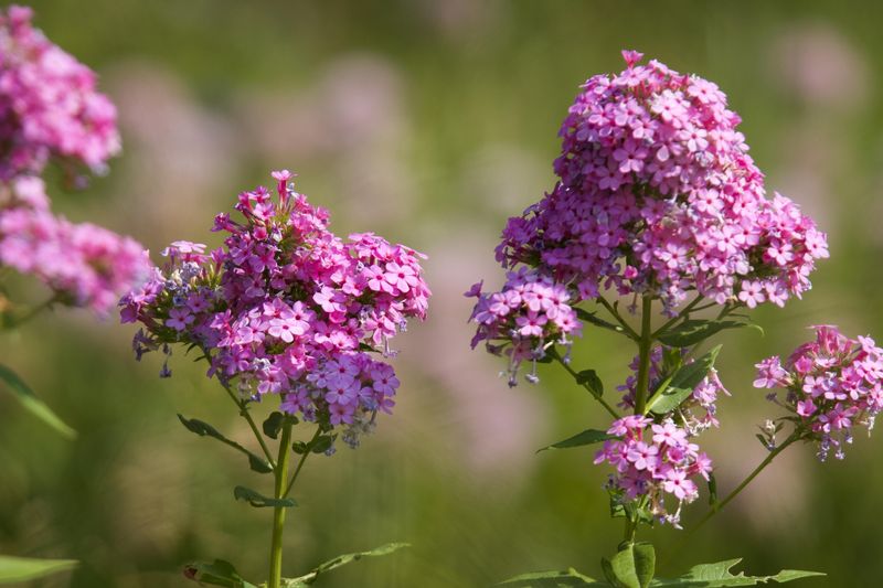 Garden Phlox