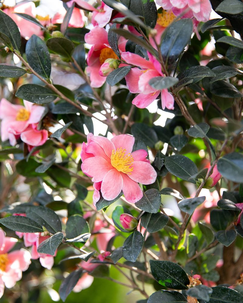 Camellia