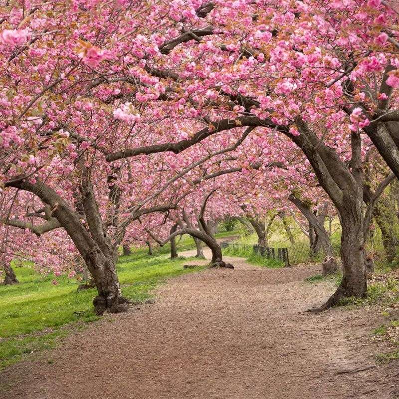 Cherry Blossom